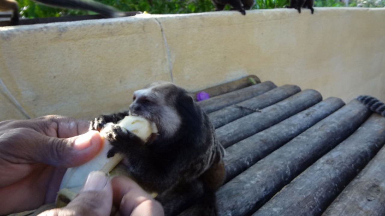 Photo of Others in Ilheus