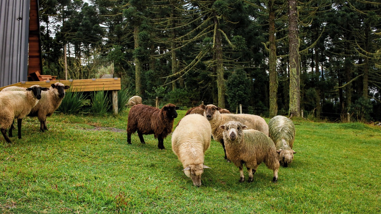 Photo of Others in Urubici