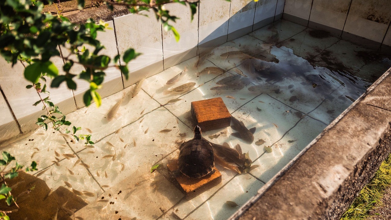 Photo of Outdoor in Sao Joao Batista