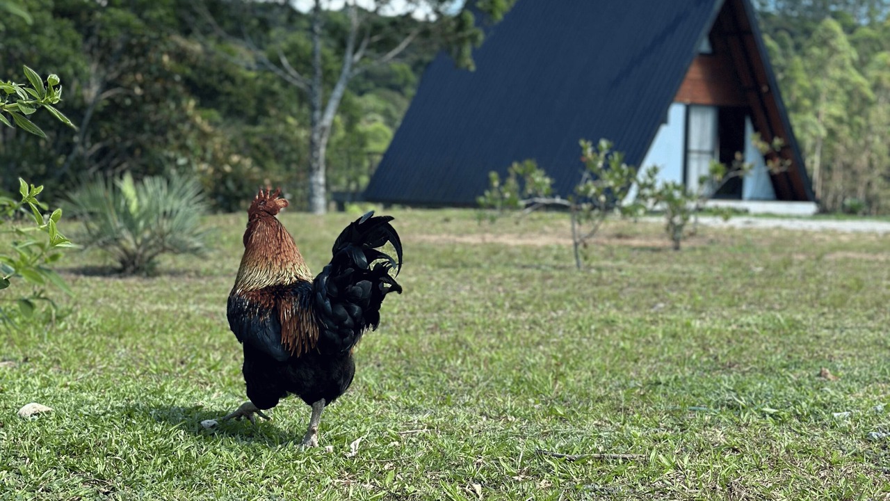 Photo of Outdoor in Sao Pedro de Alcantara