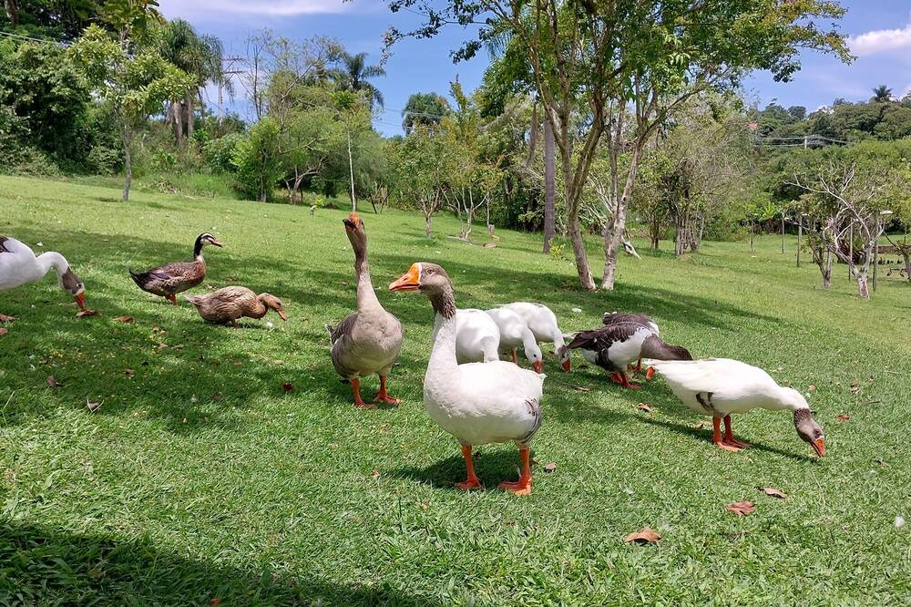 Photo of Others in Sao Roque