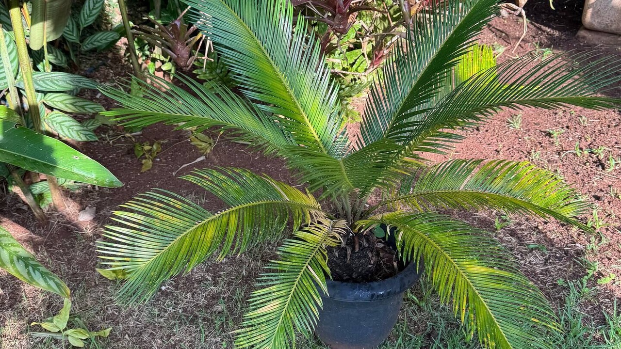 Photo of Outdoor in Araraquara