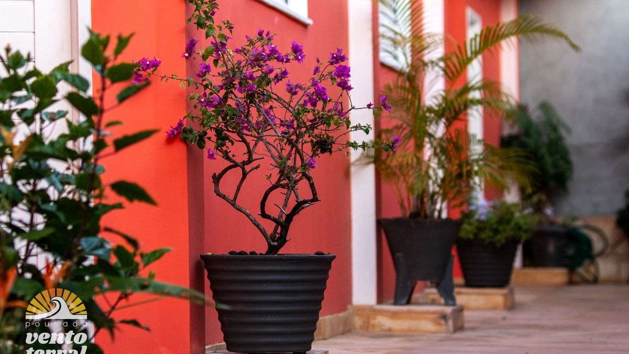 Photo of Outdoor in Pipa