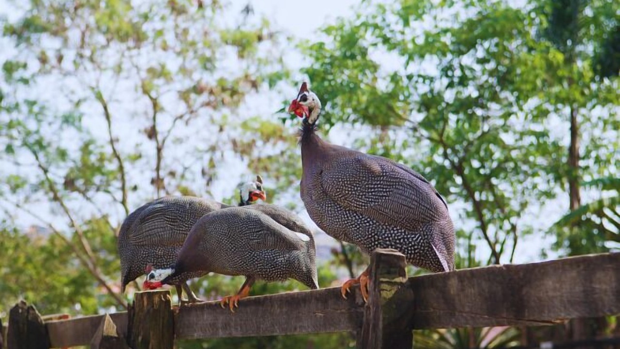 Photo of Outdoor in Aparecida