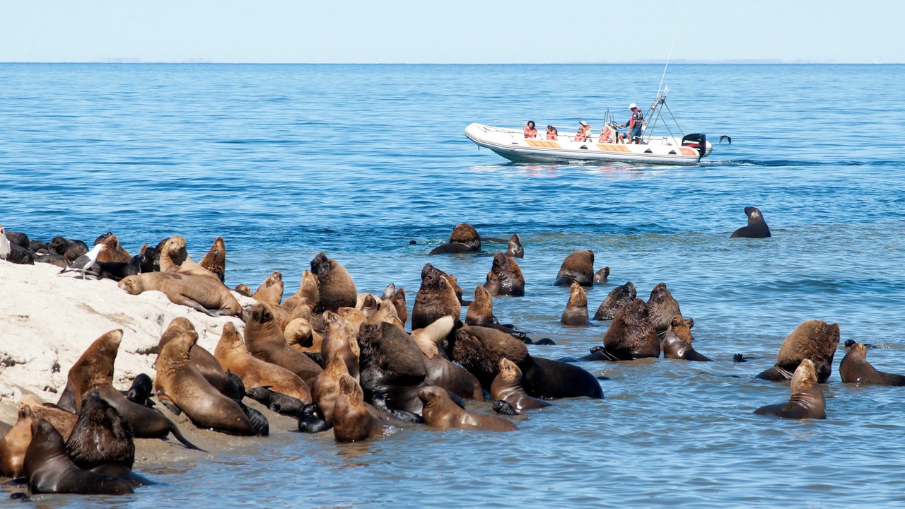 Photo of Others in Puerto Madryn