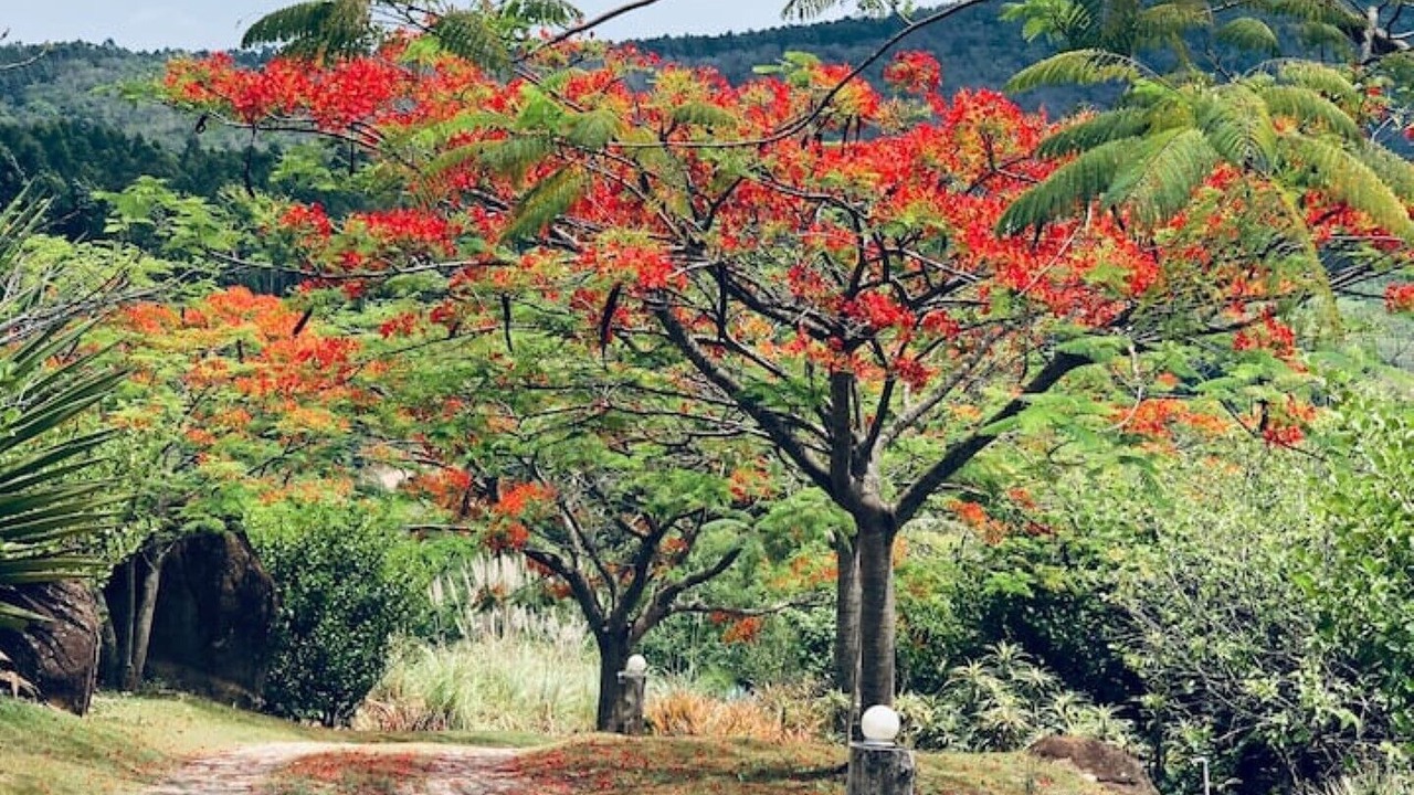 Photo of Outdoor in Morungaba
