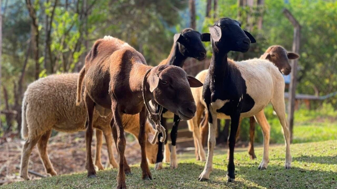 Photo of Others in Aracariguama