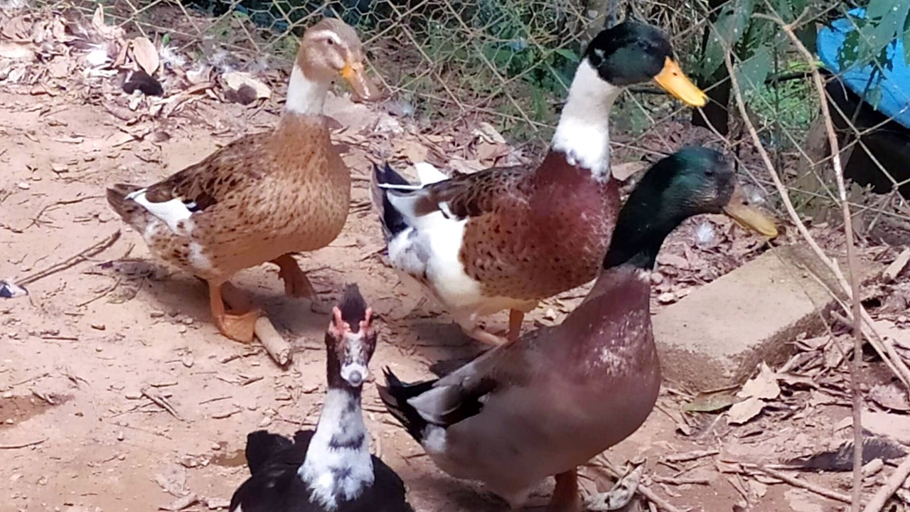 Photo of Outdoor in Aracariguama