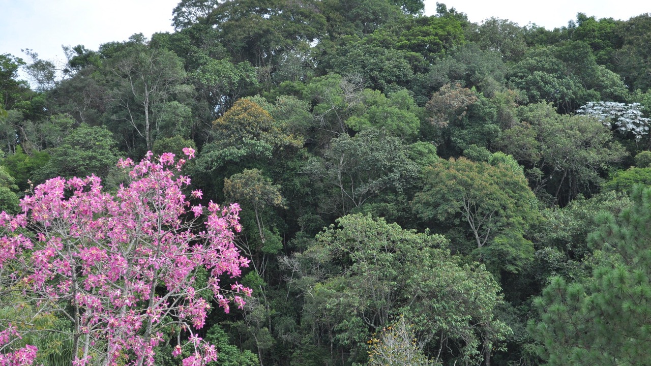 Photo of Outdoor in Franco da Rocha