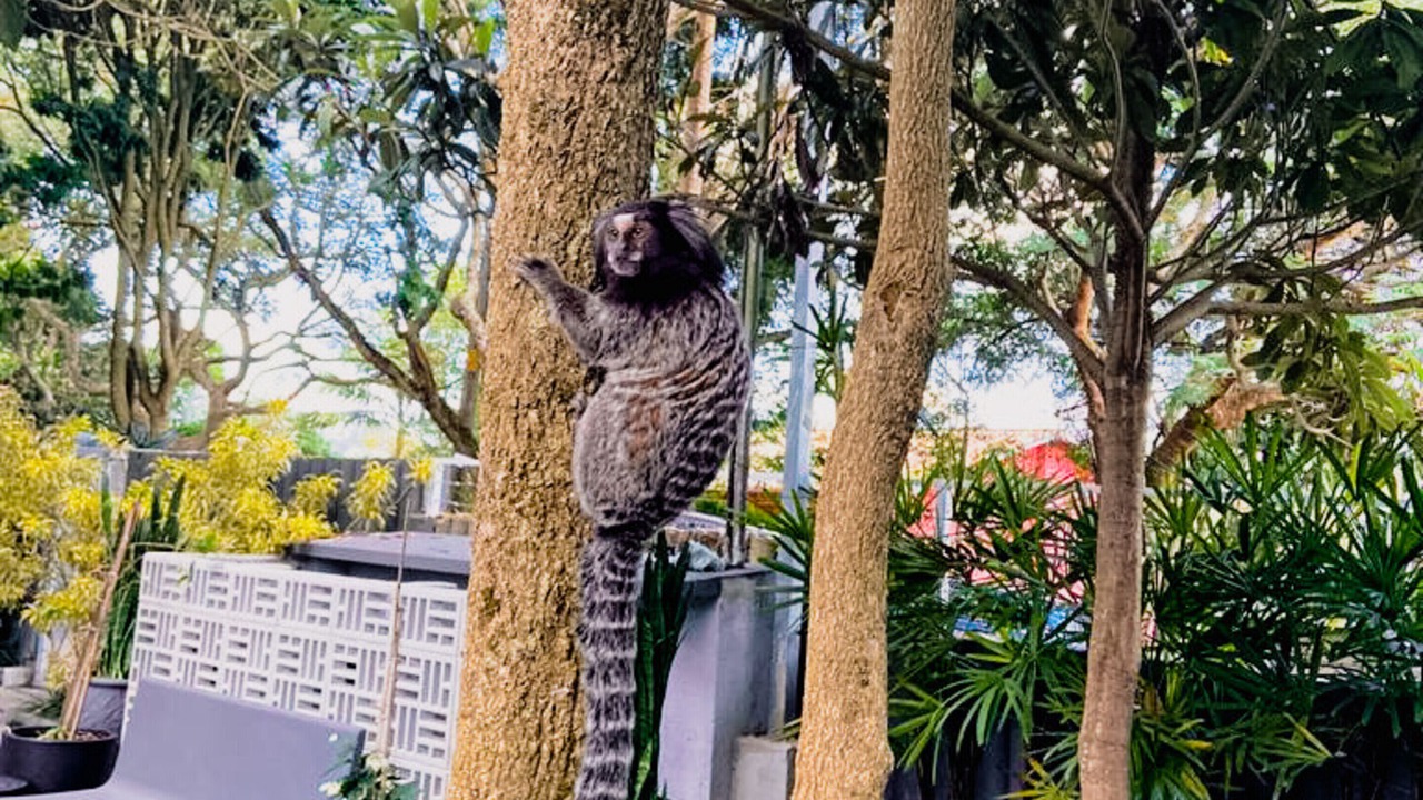Photo of Outdoor in Carapicuiba