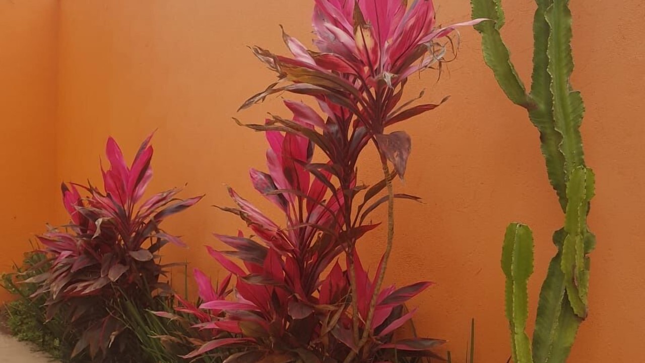 Photo of Outdoor in Praia de Barequecaba
