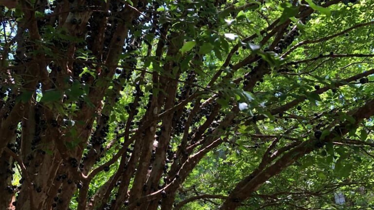 Photo of Outdoor in Campo Limpo Paulista