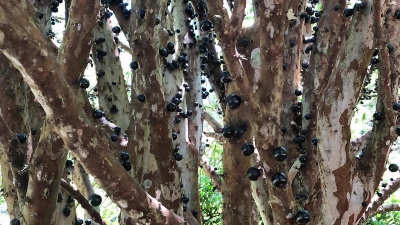Photo of Outdoor in Campo Limpo Paulista