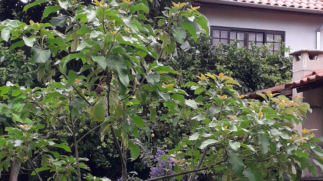 Photo of Outdoor in Ipiranga