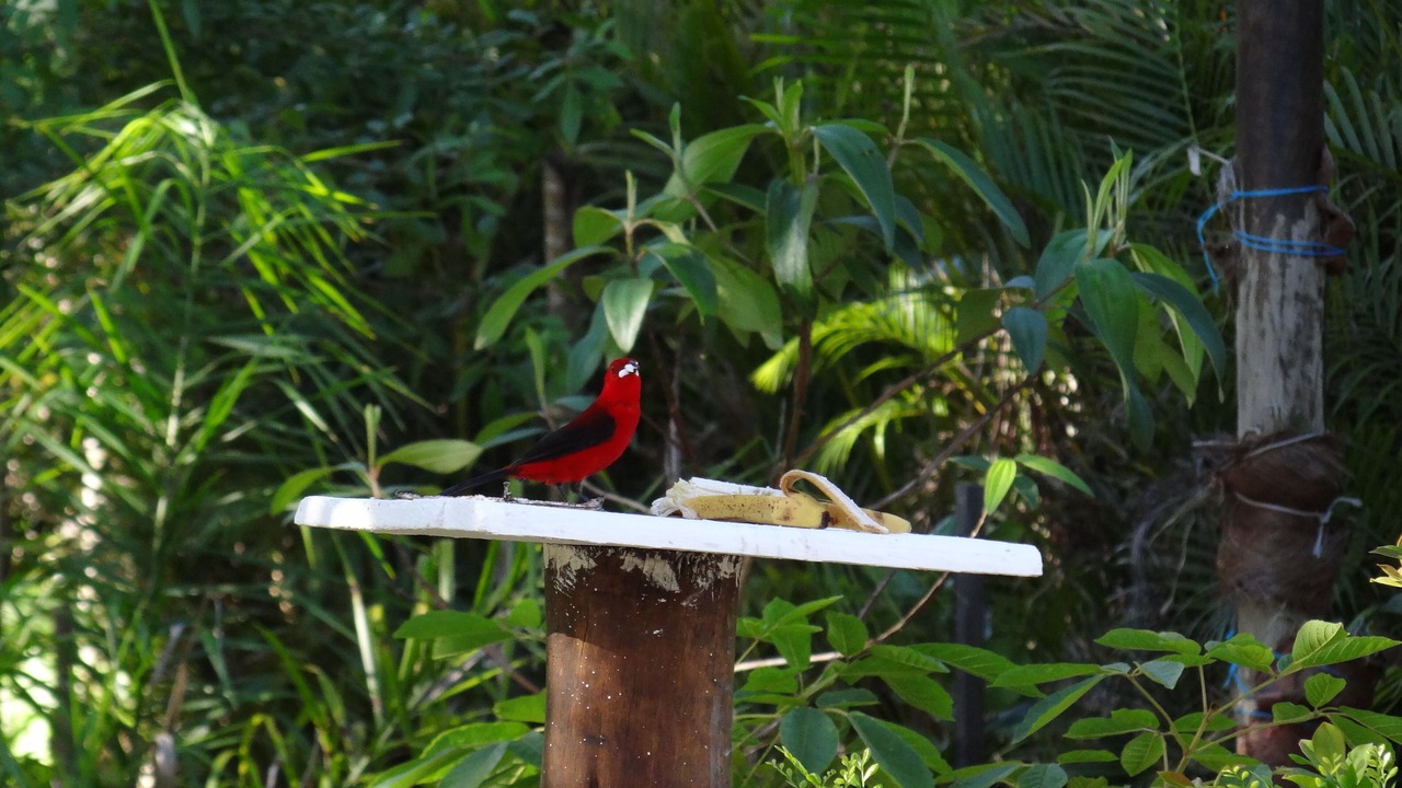 Photo of Outdoor in Guarutuba
