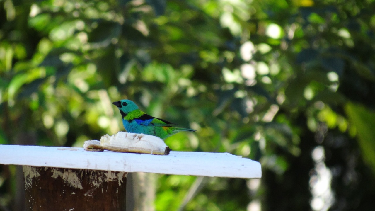 Photo of Outdoor in Guarutuba