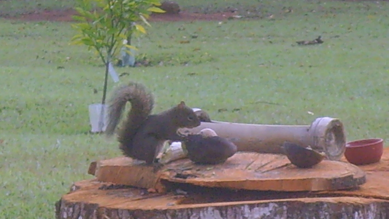 Photo of Outdoor in Ibiuna