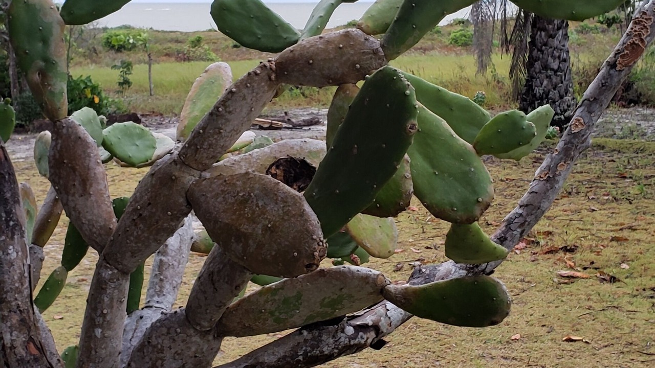 Photo of Outdoor in Corumbau