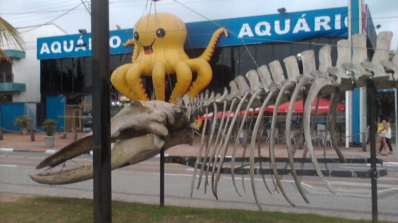 Photo of Others in Pitangueiras