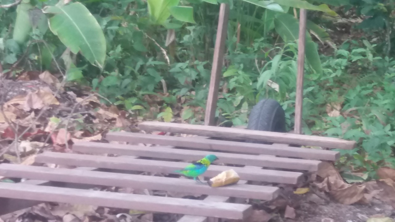 Photo of Outdoor in Toninhas