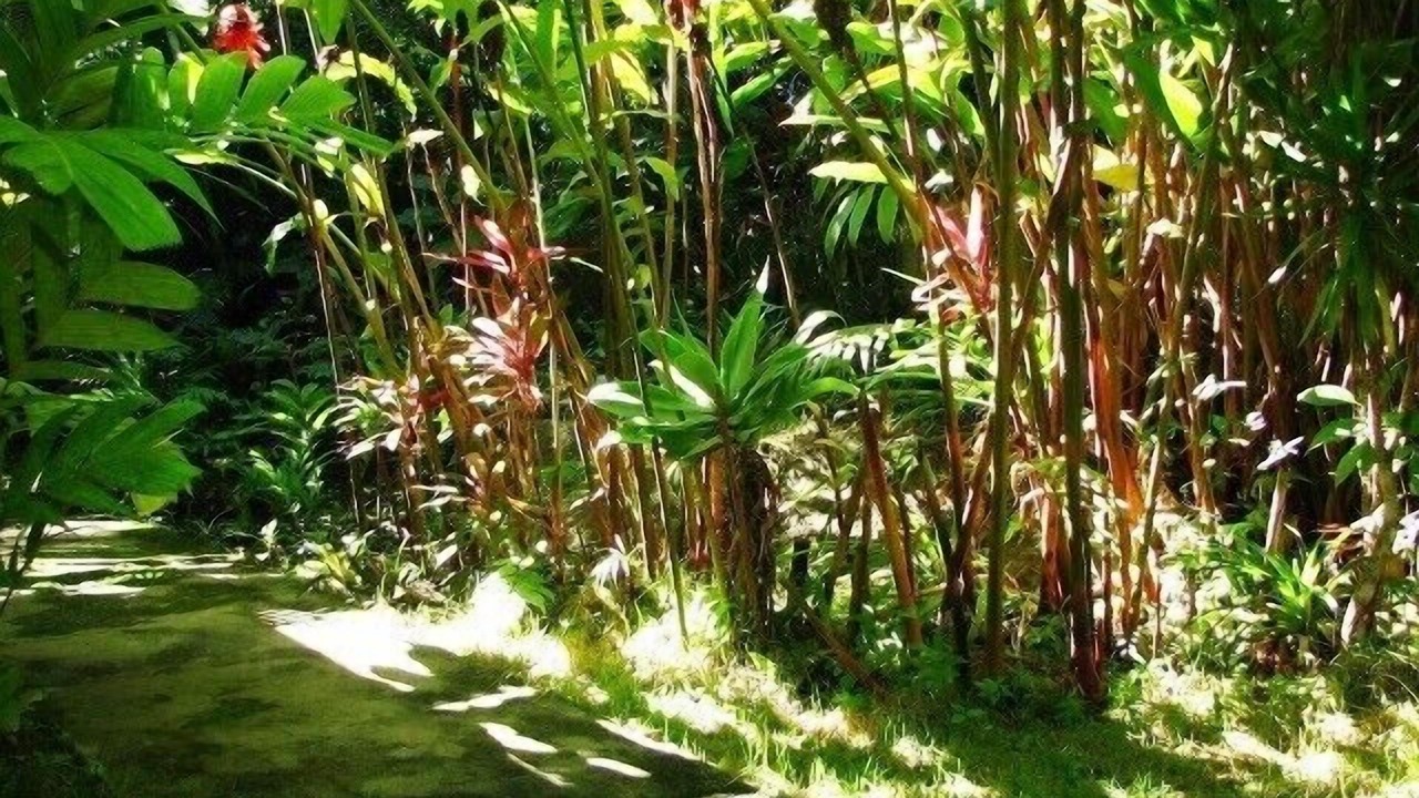 Photo of Outdoor in Toninhas