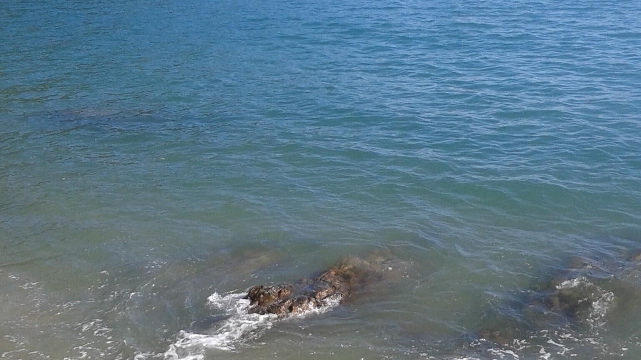 Photo of Others in Picinguaba