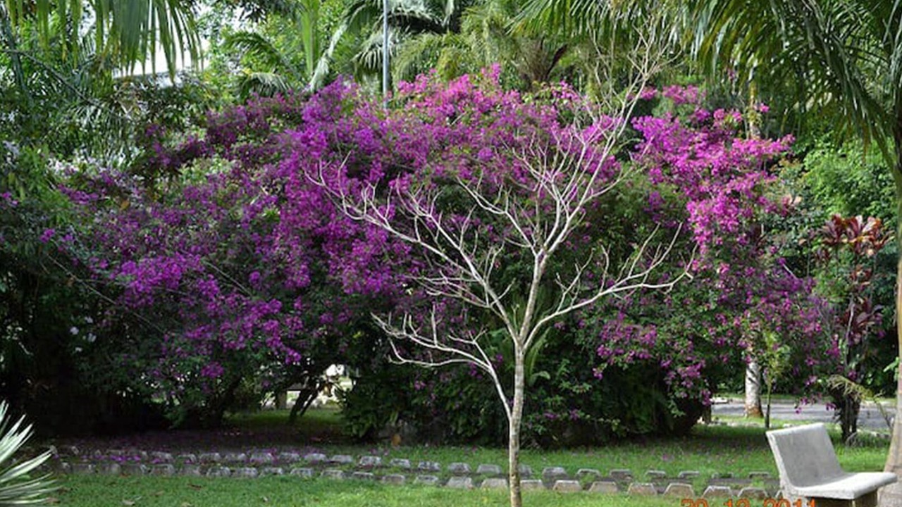 Photo of Outdoor in Parque Imperial