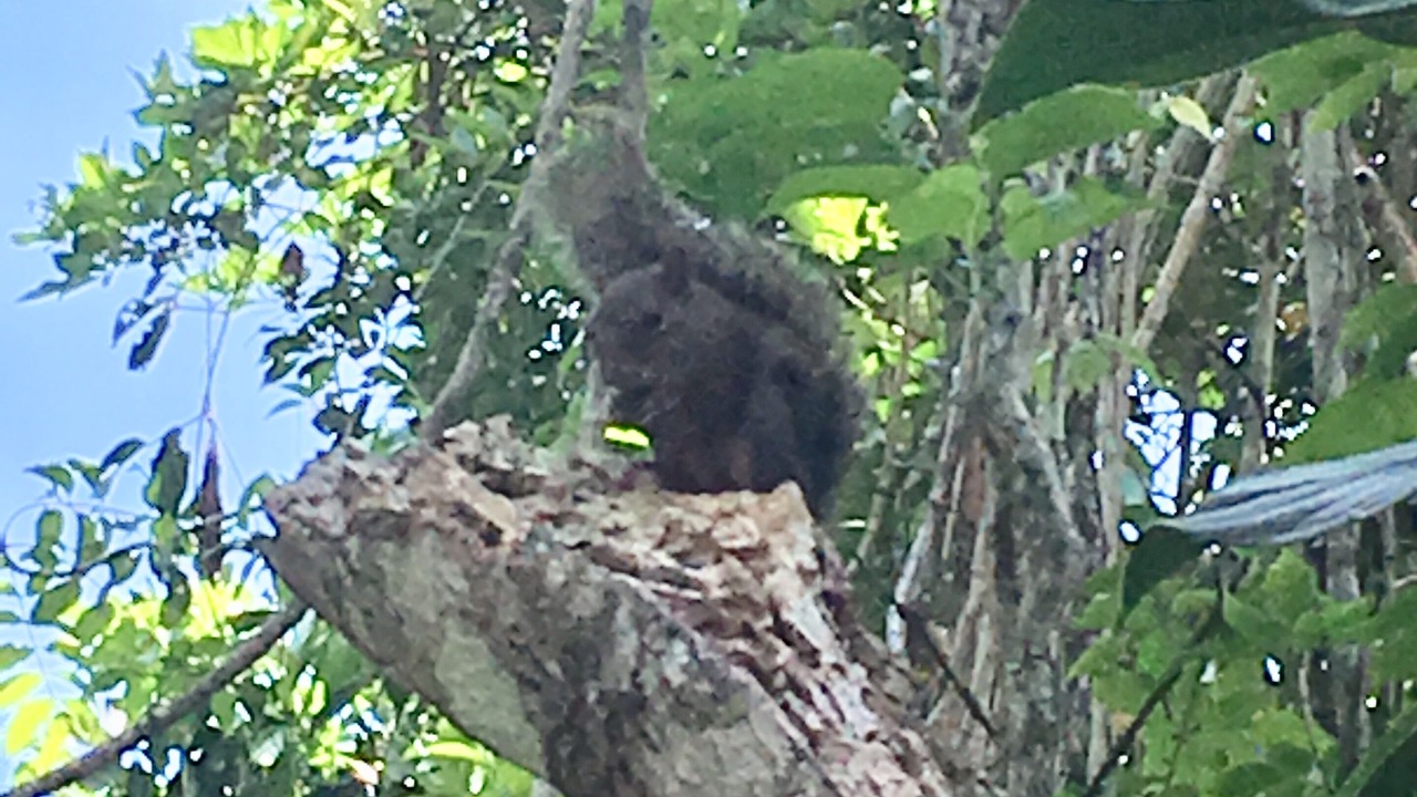 Photo of Outdoor in Guarutuba