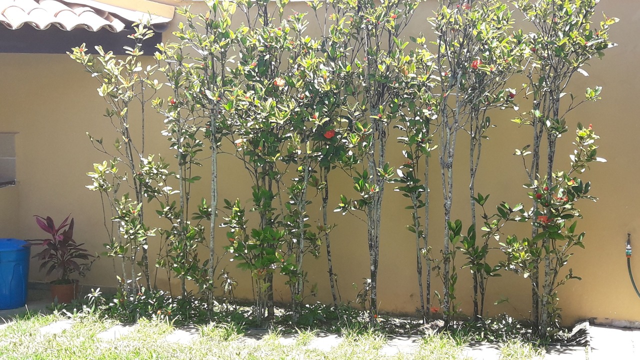 Photo of Outdoor in Balneario Praia do Pernambuco