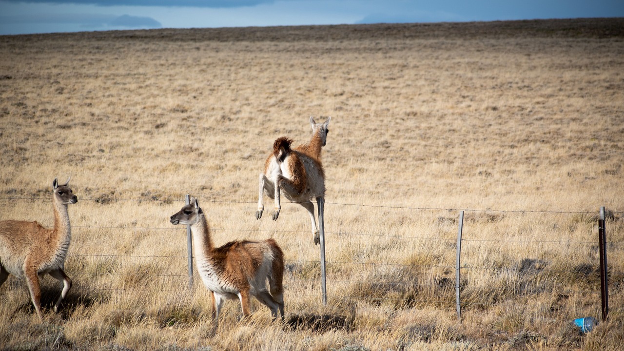 Photo of Others in Macrozona Meseta Cerro Calafate
