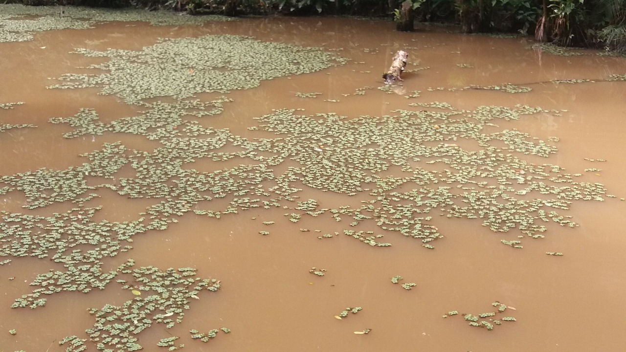 Photo of Others in Miracatu