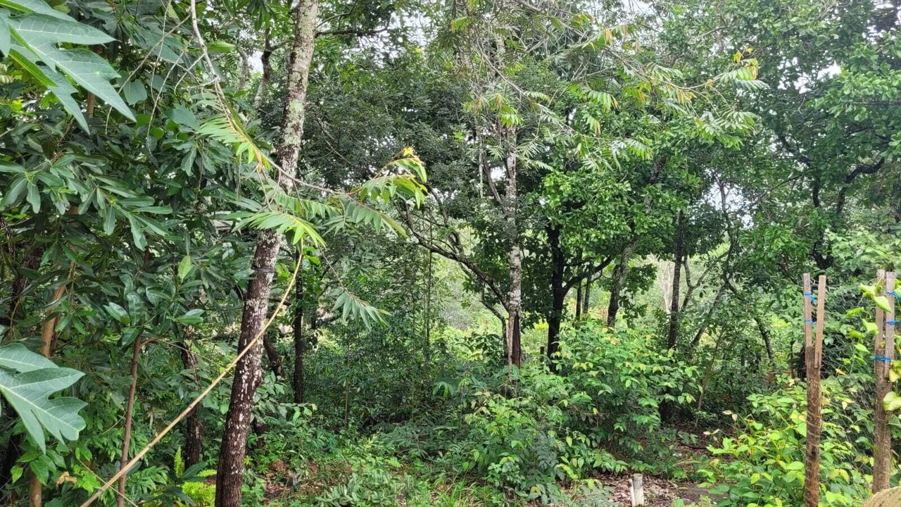 Photo of Others in Pirenopolis