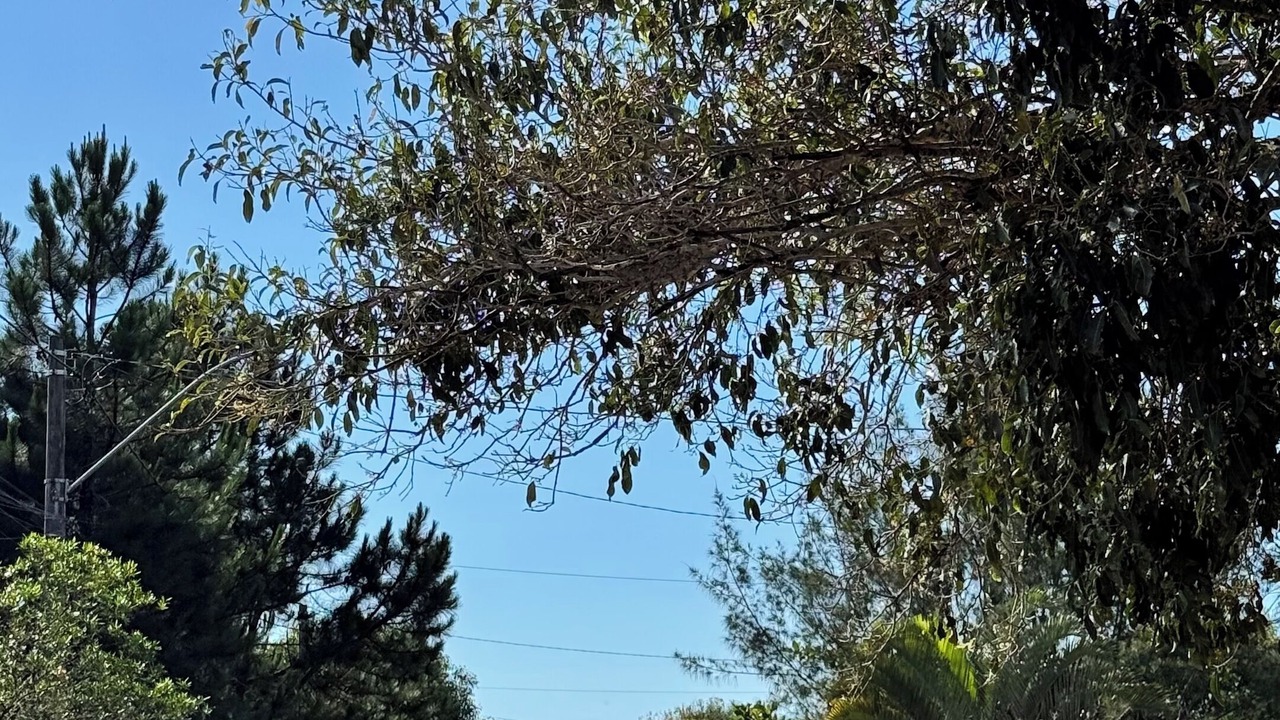 Photo of Others in Torres
