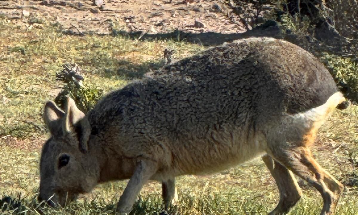 Photo of Others in Camarones