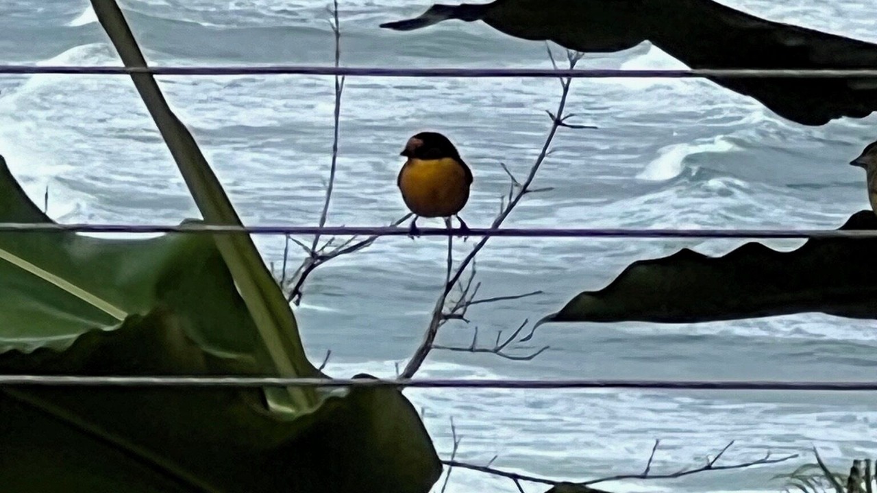 Photo of Others in Barra do Sahy