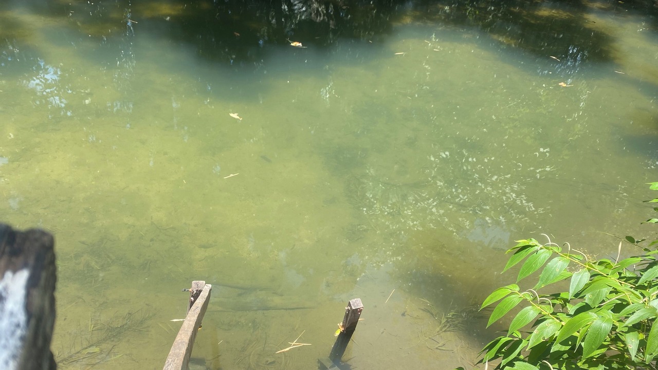 Photo of Others in Bodoquena