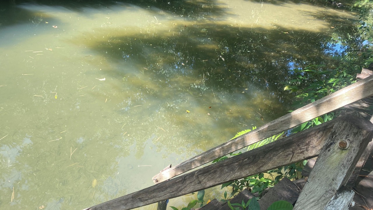 Photo of Others in Bodoquena