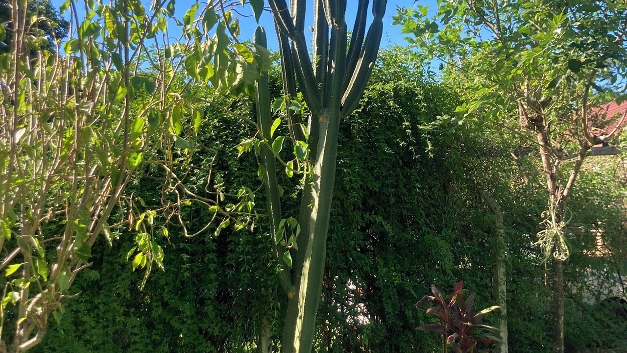 Photo of Outdoor in Paso de la Patria