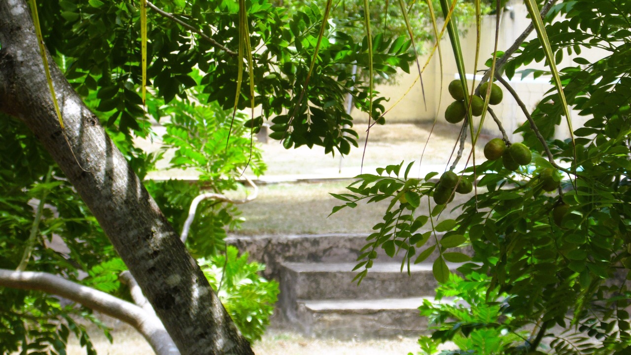 Photo of Outdoor in Japaratinga