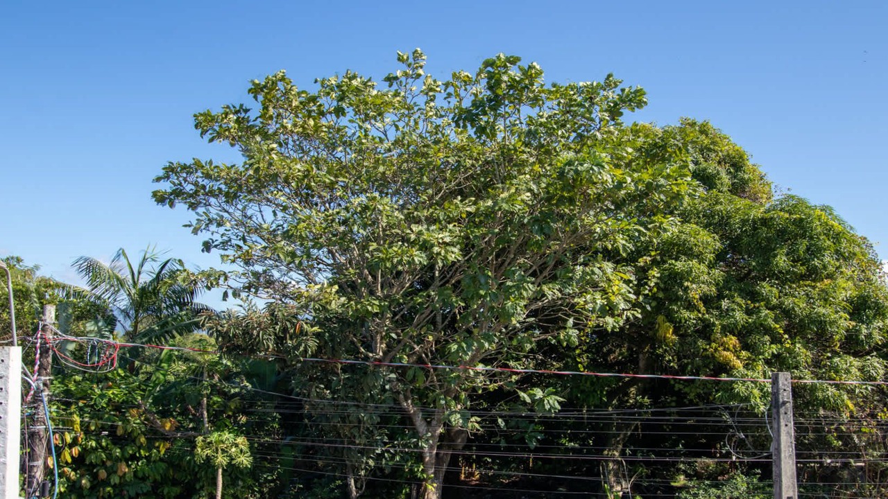 Photo of Others in Morro do Algodao