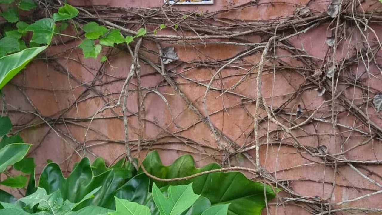 Photo of Outdoor in Costa Bela