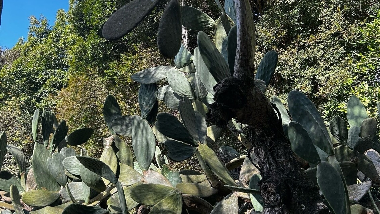 Photo of Outdoor in Jarinu