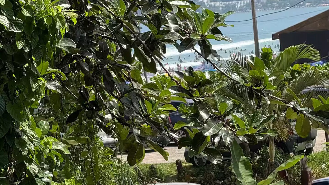 Photo of Outdoor in Tenorio