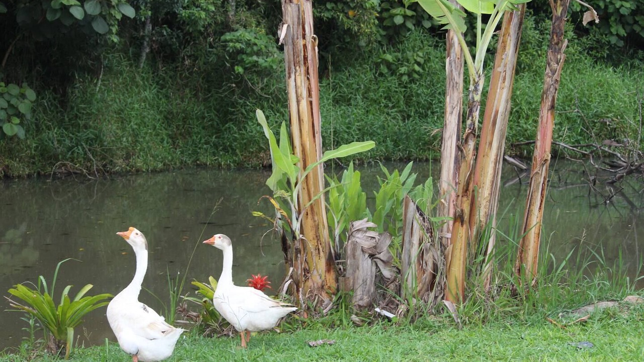 Photo of Outdoor in Cotia