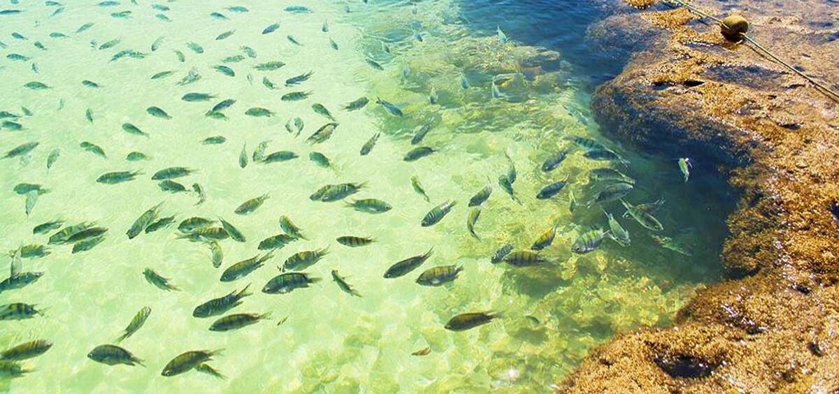 Photo of Others in Porto de Galinhas