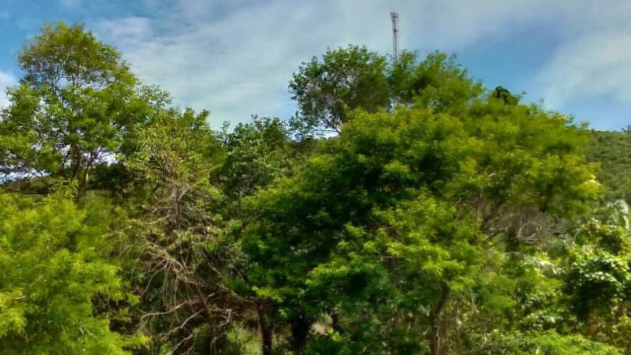 Photo of Outdoor in Caparao National Park