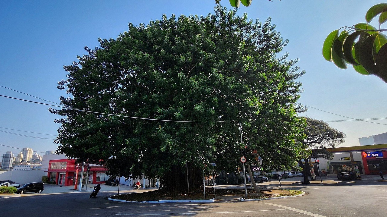Photo of Others in Sao Paulo