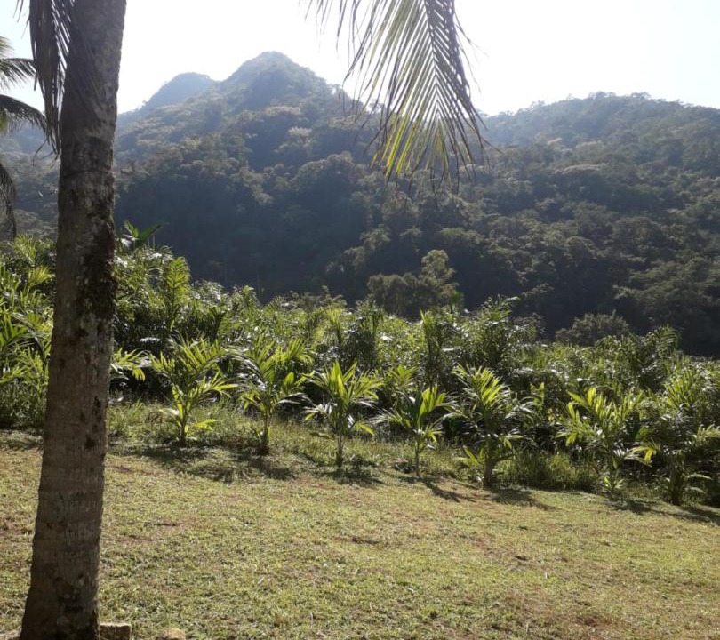 Photo of Others in Iporanga