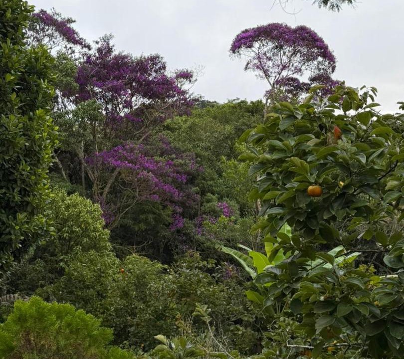 Photo of Others in Santa Teresa