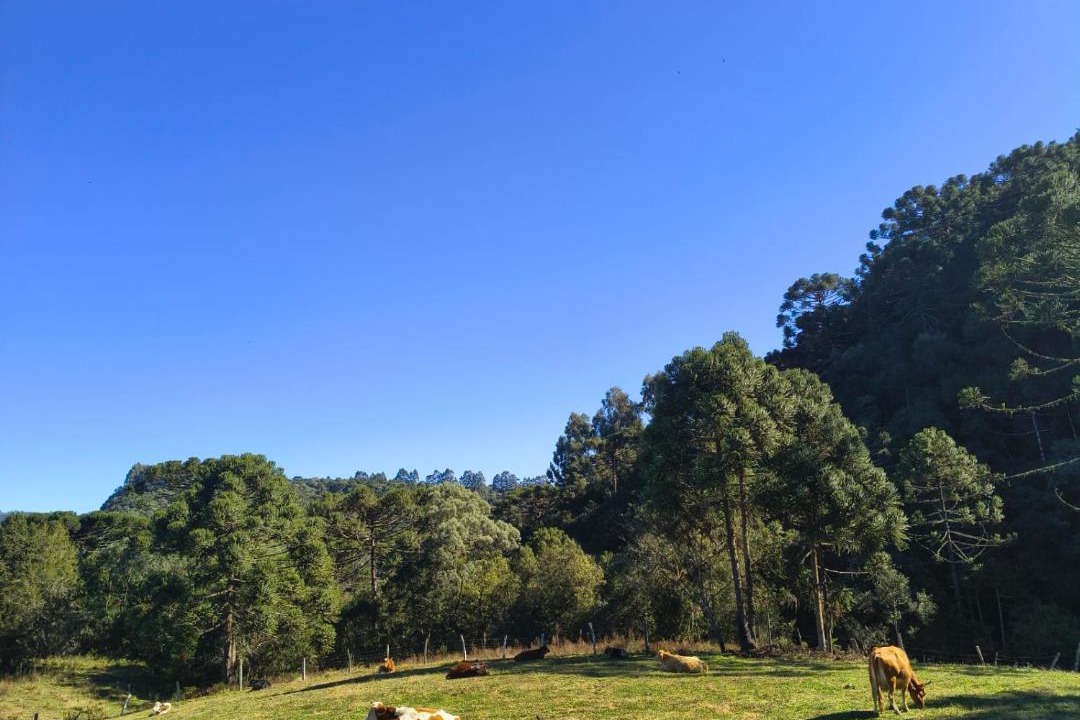 Photo of Others in Urubici
